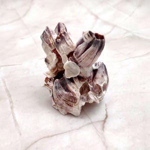 May include: A cluster of barnacles, featuring a mix of white, purple, and brown hues. The barnacles have a textured, layered appearance, with visible shell segments. The image is taken against a white marble background.