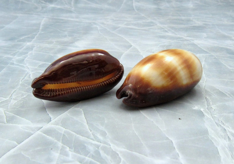 Mole Cowrie Shells Cypraea Talpa 2 shells approx. 2 inches image 4