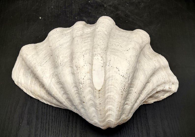 Giant Clam Shell Half (1 Half Shell Approx. 15.25L X 4.5H X 9.5D Inches ...
