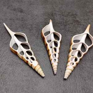 Center Cut Tibia Seashells Tibia Insulaechorab (3 shells approx. 3.5+ inches) Natural shells great for crafting display and collecting!