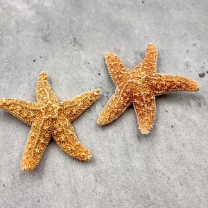 Golden Brown Sugar Starfish Piaster Ochraceus (2 starfish approx. 2+ inches) Yellow Tan Sugar Starfish for coastal crafting art & decor!