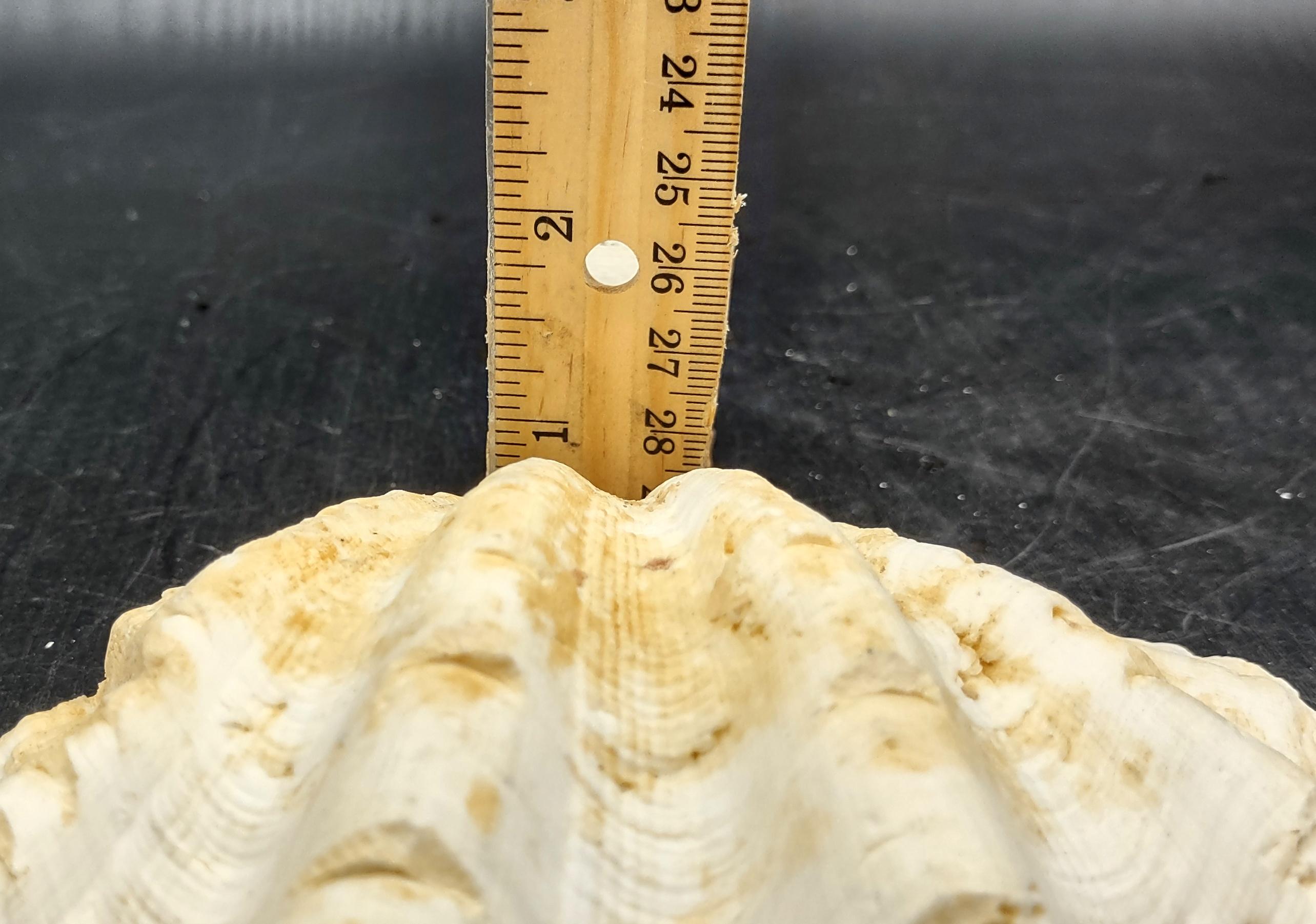 Ruffle Clam Seashell Half Tridacna Squamosa (1 Shell Approx. 5+ Inches ...