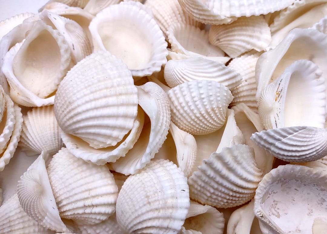 White Granular Ark Clam Seashells Andara Granosa (approx. 1 Kilogram ...