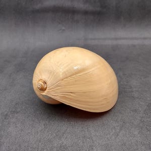 May include: A smooth, light brown seashell with a spiral opening. The shell is smooth and has a glossy finish.