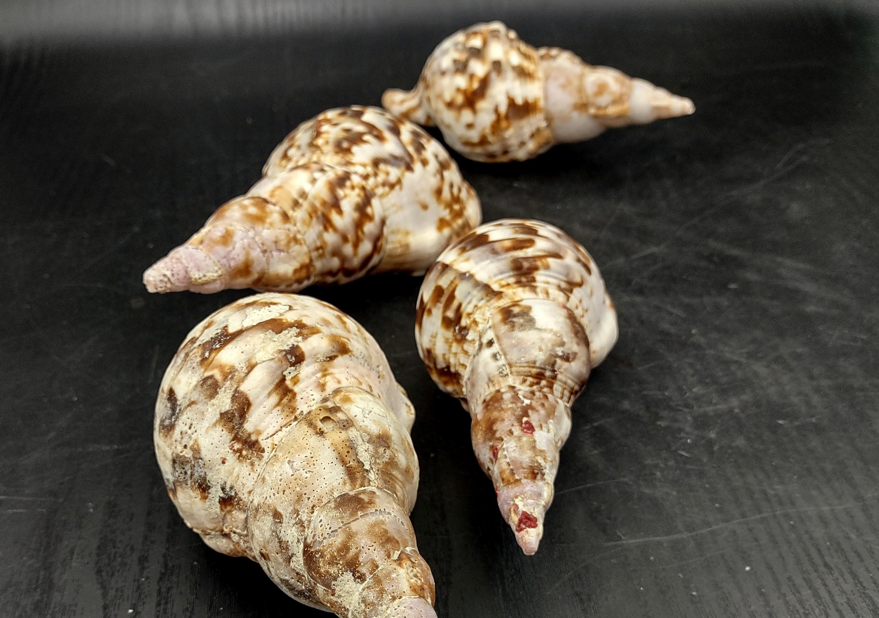 Trition Shell Caribbean Triton Seashell Charonia Tritonis (1 Shell Approx. 5+ Inches ...