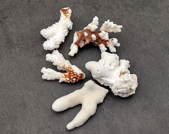 Medium Coral Pieces (5 coral pieces approx. 3+ inches) Coral pieces to add to any coastal display or collection!