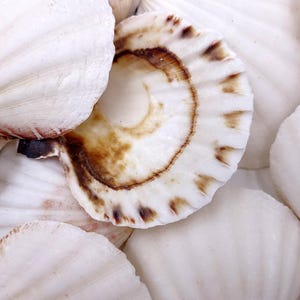 Small Distant Scallop Seashells Bractechlamys Vexillum (10 shells approx. 1.75+ inches) Scallop Shells for ocean display arts & crafts!