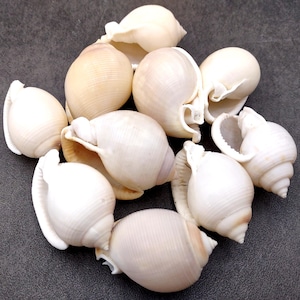 Channel Bonnet White Seashells Phalium Canaliculatum (10 shells approx. 1+ inches) White Channel Bonnet shells for coastal arts & crafts!