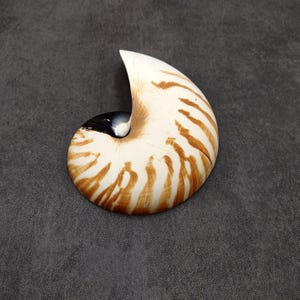 Natural Nautilus Seashell Left Cut Single Half Nautilus Pompilius (1 HALF shell approx. 5+ inches) Shells for coastal decor & collections!