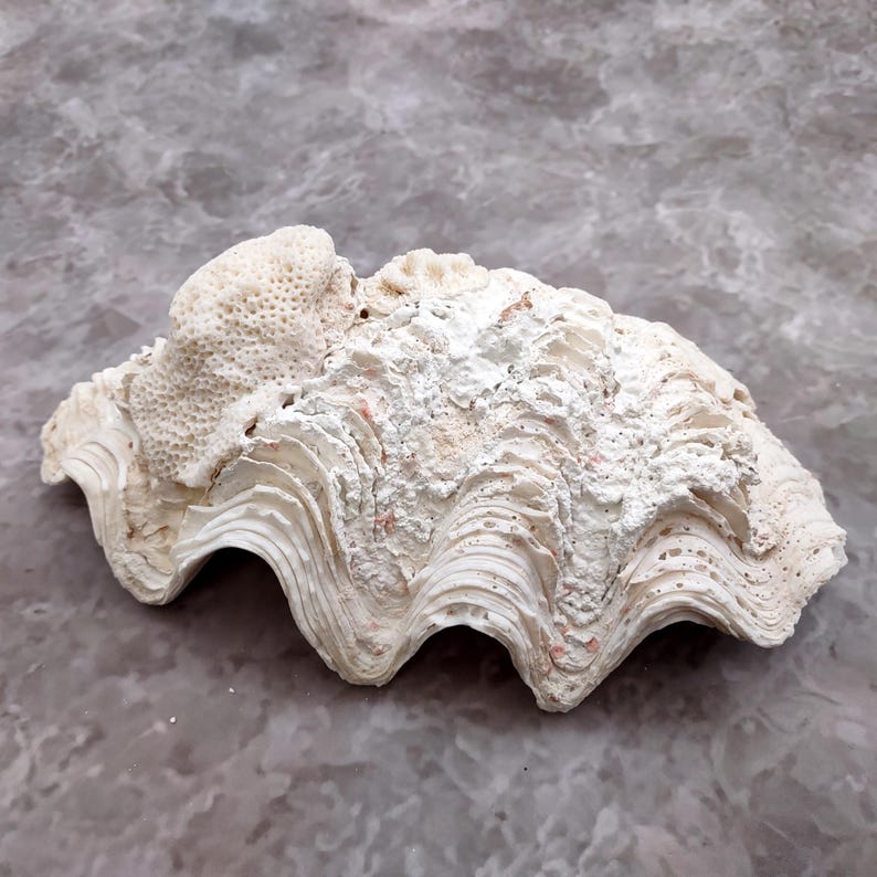 De Rasa Shells White Derasa Clam Seashell Half Tridacna Derasa (1 Shell Approx. 8 ...