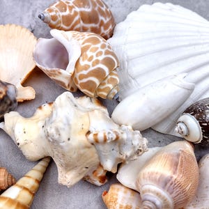 Volume Seashell Large Seashell Assorted Ocean Bulk Mix (approx. 1 Kilogram 1-3+ Inches ...