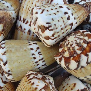 Captain Cone Seashells - Conus Capitaneus - (2 shells approx. 2-2.5 inches)