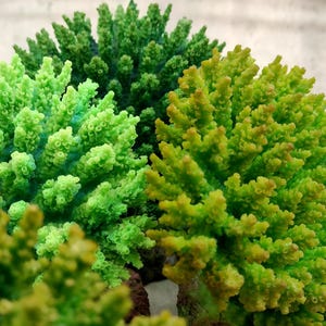 Green FAUX Table Coral - Acropora Hyacinthus - (1 FAUX Coral approx. 5Wx6Dx4T inches). Green thick fluffed coral set on rock. Copyright 2022 SeaShellSupply.com.