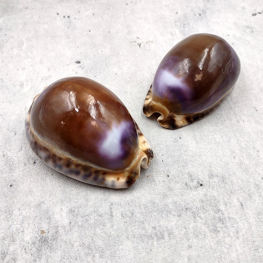 Purple Ringed Top Shell Purple Top Brown Arabian Cowrie Seashells Cypraea Arabica (2 Shells ...