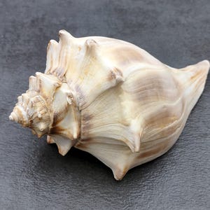 May include: A large, beige conch shell with a spiral shape and textured surface. The shell has a pointed end and a wide opening, with brown and tan hues throughout. The shell is a natural, decorative item.
