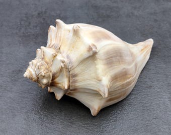 Op de afbeelding: Een grote, beige conchschelp met een spiraalvorm en een getextureerd oppervlak. De schelp heeft een puntig uiteinde en een brede opening, met bruine en bruinachtige tinten. Het is een natuurlijk decoratief item.