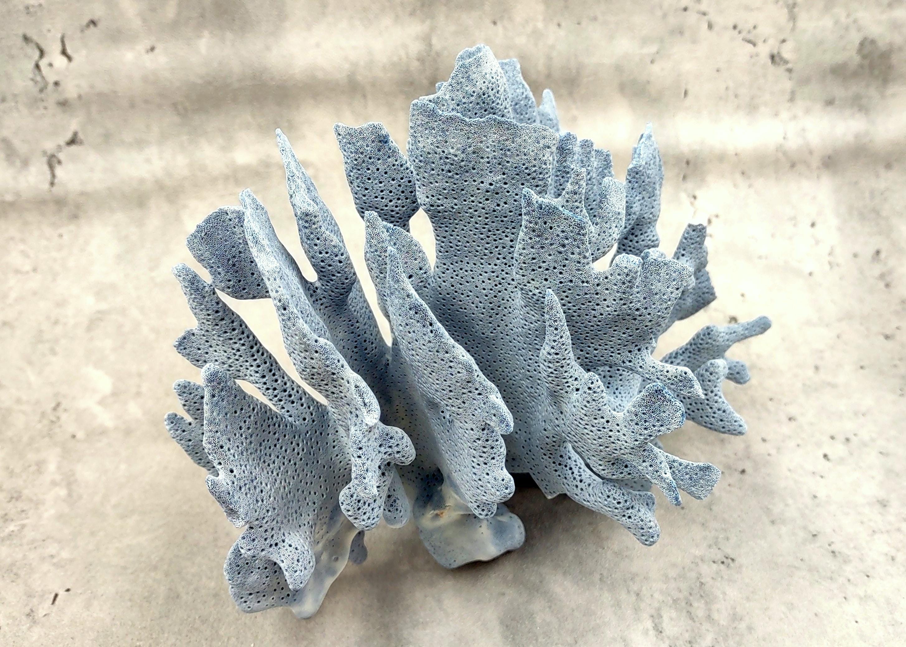 Blue Ridge Coral Cluster Heliopora Coerulea | 1 Coral Approx. 5-6+ Inches Unique For Coastal Home Decor Or Display