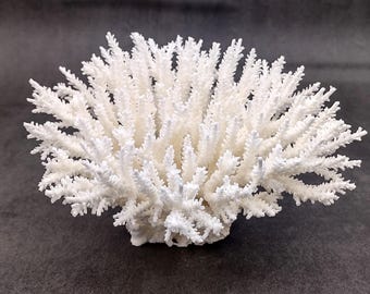 White Table Coral Large Cluster Acropora Latistella (1 coral approx. 7-8+ inches) White Table Coral for coastal display decor & weddings!