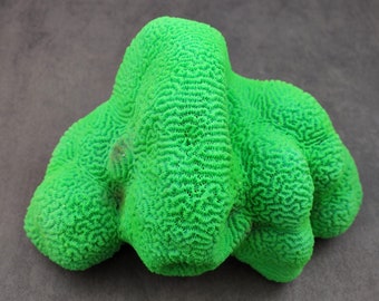 Bright Green FAUX Brain Coral Lobophyllia Hemprichii (1 FAUX Coral approx. 8Tx5Dx5W inches)