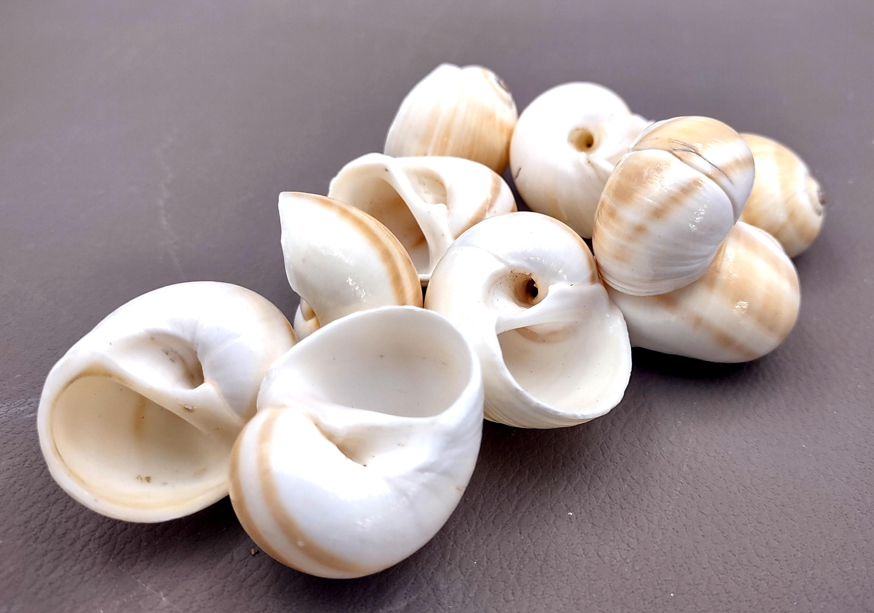 Shar Eye Shell Shark Eye Moon Seashells White Tan Polinices Duplicatus (10 Shells ...