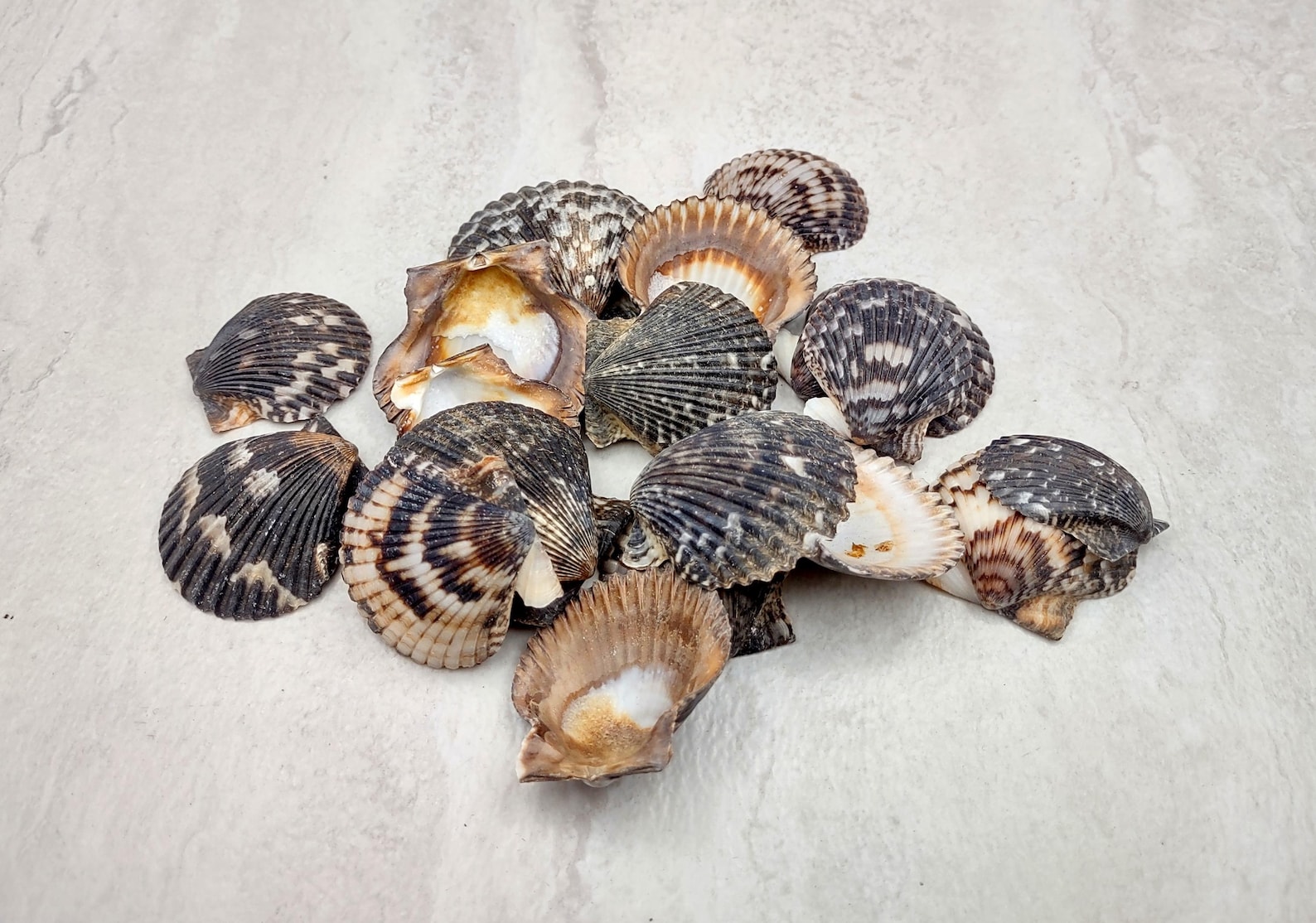 Calico Scallop Seashell Black Brown White Pecten Argopecten Gibbus (20 ...