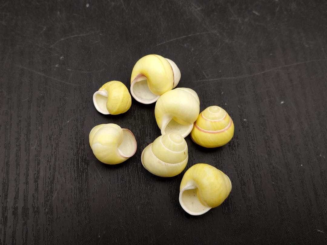 Yellow Banded Snail (7 Shells Approx. 0.75+ Inches) Most Adorable Snail ...