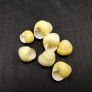 Yellow Banded Snail (7 shells approx. 0.75+ inches) Most adorable snail shell for any coastal collection or display!