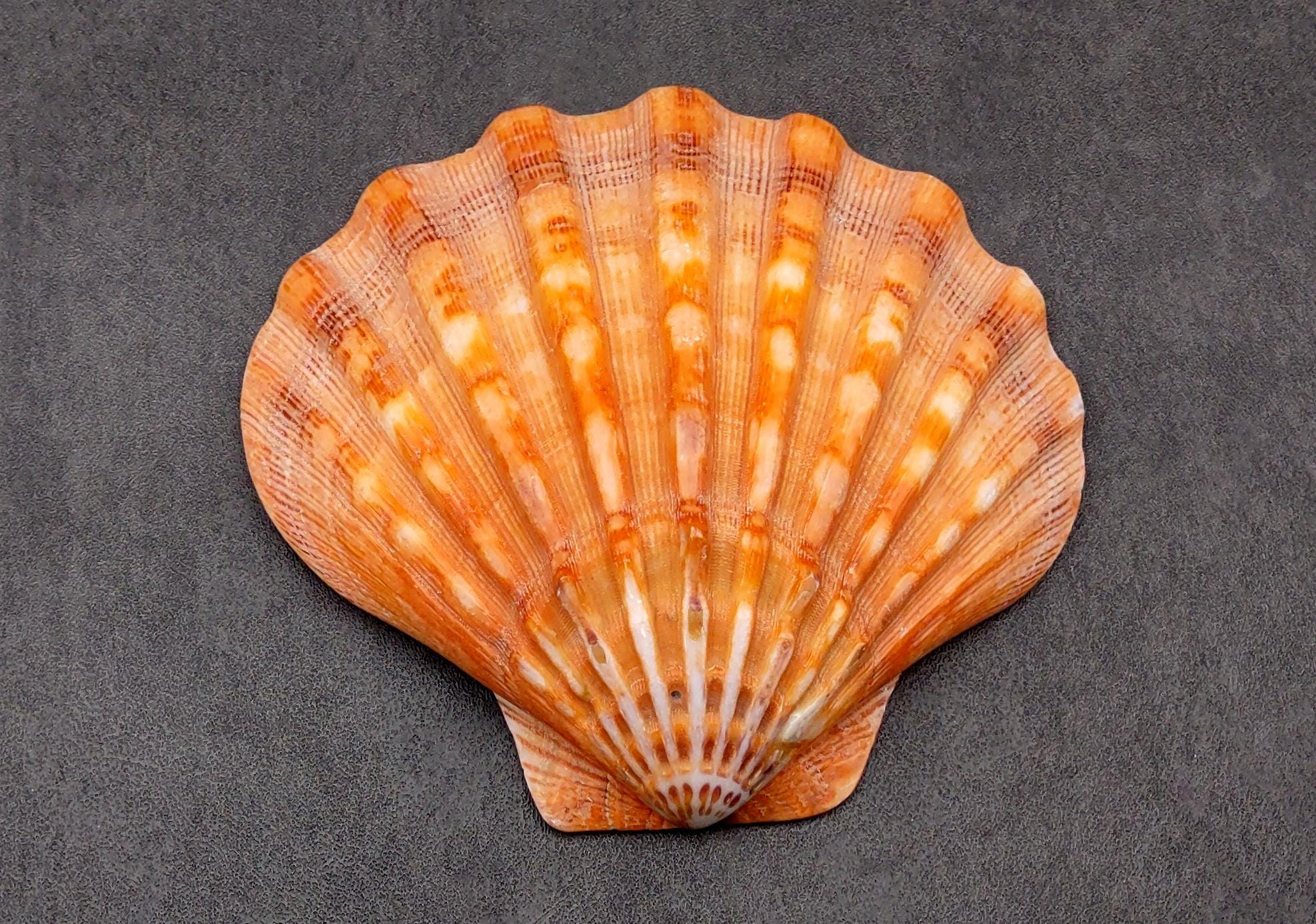 Polished Orange Lions Paw Scallop Seashell Pecten Subnodosus (1 shell approx. 5+ inches) Orange Lions Paw Shell for display arts & crafts!