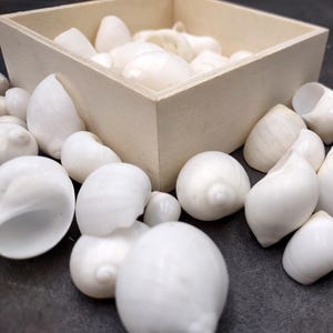 May include: A collection of small, smooth, white sea shells scattered around and inside a square, light-colored wooden box. The shells vary in size and shape, featuring rounded, spiral forms with a polished, matte finish and clean, bright white surfaces.