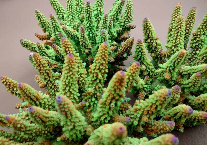 Lavender/Green FAUX Finger Staghorn Coral - Acropora Humilis - (1 FAUX Coral approx. 6x5x5 inches). Green dotted branched coral with a strong round base.Copyright 2024 SeaShellSupply.com.