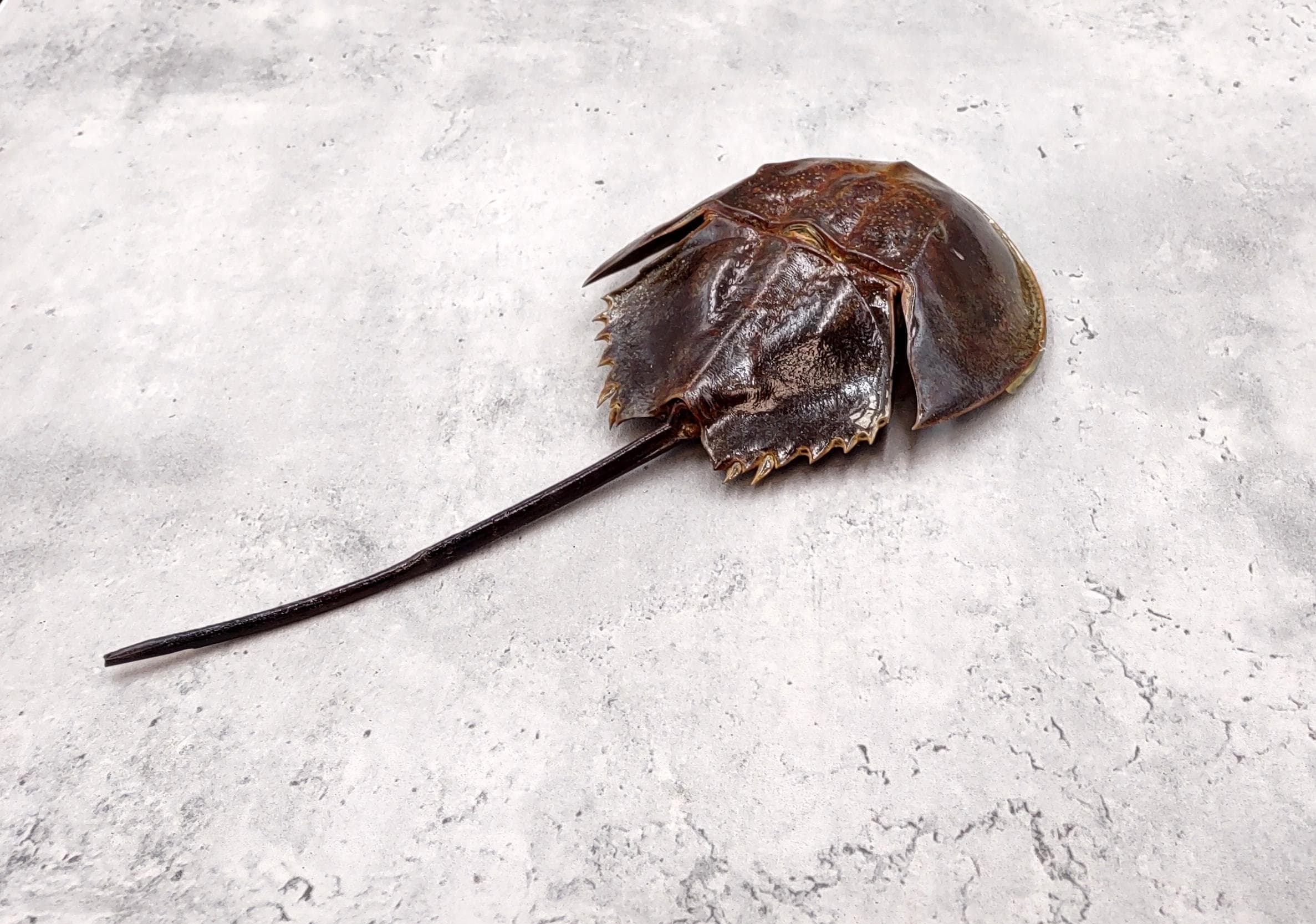 Horseshoe Crab Brown Tachypleus Tridentatus (1 Crab Approx. 10
