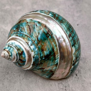 May include: A large, iridescent seashell with a swirling pattern of green, brown, and white. The shell has a smooth, glossy finish and a pointed tip.