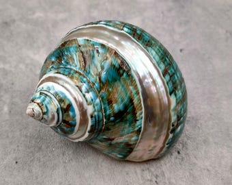 Polished Jade Turbo Shell with Pearlized Stripe Turbo Burgessi (1 shell approx. 2.5+ inches) Good shells for hermit crabs decor & display!