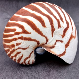 Natural Nautilus Seashell Nautilus Pompilius (1 shell approx. 5+ inches) Real Tiger Nautilus Shell for coastal display or collections!