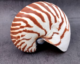 Natural Nautilus Seashell Nautilus Pompilius (1 shell approx. 5+ inches) Real Tiger Nautilus Shell for coastal display or collections!