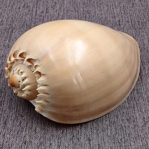 Polished Crowned Baler Seashell Voluta Diadema (1 shell approx. 6+ inches) Shiny Crowned Baler Shell for coastal home decor & display!