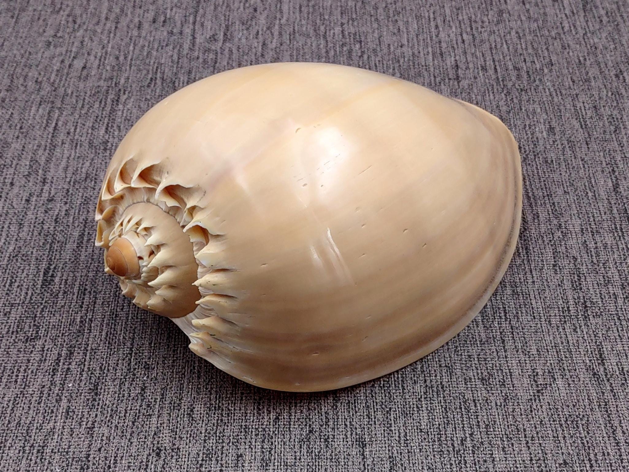 Polished Crowned Baler Seashell Voluta Diadema | 1 Shell Approx. 6+ Inches Shiny Shell For Coastal Home Decor & Display