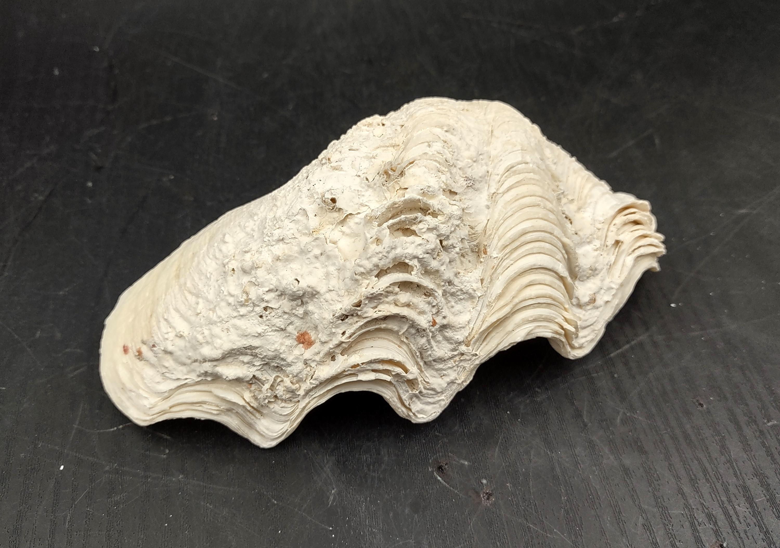 Ruffle Clam Seashell Half Tridacna Squamosa (1 Shell Approx. 5+ Inches ...