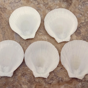 May include: Six white scallop shells arranged in a semi-circle on a light brown textured surface. The shells are smooth and have a natural, slightly iridescent sheen.