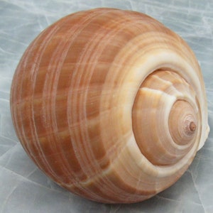 Large Tun Seashell Tonna Oleria (1 shell approx. 4.5+ inches) Perfect shells for coastal crafting decor & collections!
