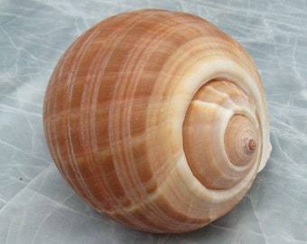 Large Tun Seashell Tonna Oleria (1 shell approx. 4.5+ inches) Perfect shells for coastal crafting decor & collections!