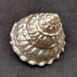 Pearlized Wavy Turban Seashell Astraea Turbanicum (1 shell approx. 4+ inches) Pearl Wavy Turban shells for coastal crafting decor & display!