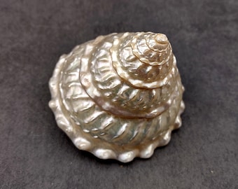Pearlized Wavy Turban Seashell Astraea Turbanicum (1 shell approx. 3.75+ inches) Pearl Wavy Turban shells for crafting decor & display!