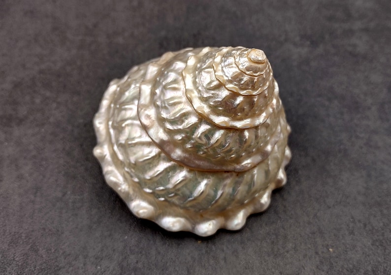 Pearlized Wavy Turban Seashell Astraea Turbanicum (1 Shell Approx. 4 ...