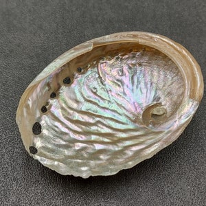 Pearled Oval Abalone - Haliotis Ovina - (3 shells 2.25-3.25 inch). Three white shiny shells with open holes along one edge. Copyright 2022 SeaShellSupply.com.