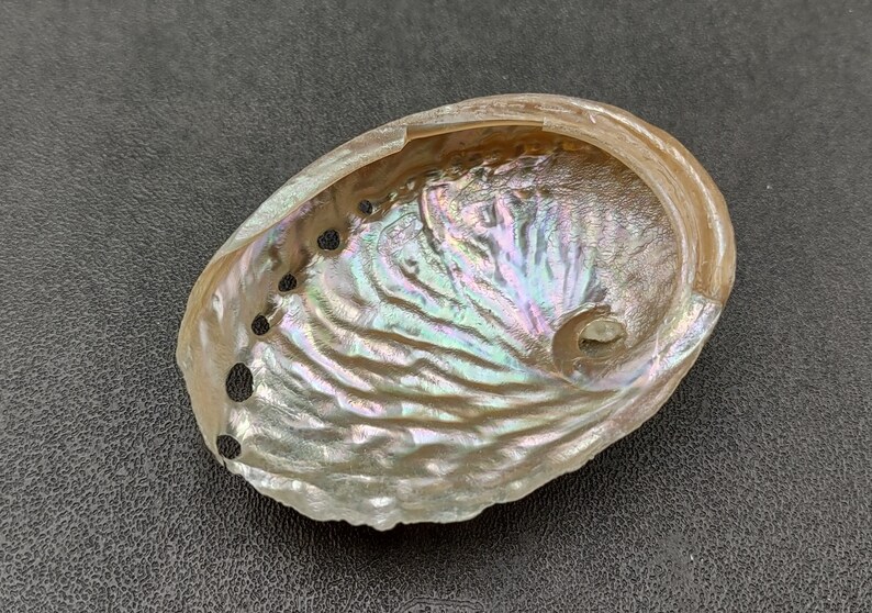 Pearled Oval Abalone - Haliotis Ovina - (3 shells 2.25-3.25 inch). Three white shiny shells with open holes along one edge. Copyright 2022 SeaShellSupply.com.