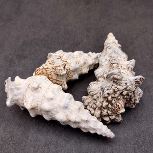 May include: Three seashells with textured surfaces and varying patterns of white, beige, and brown are arranged on a gray background. The shells have a spiral shape and are a natural, decorative element.