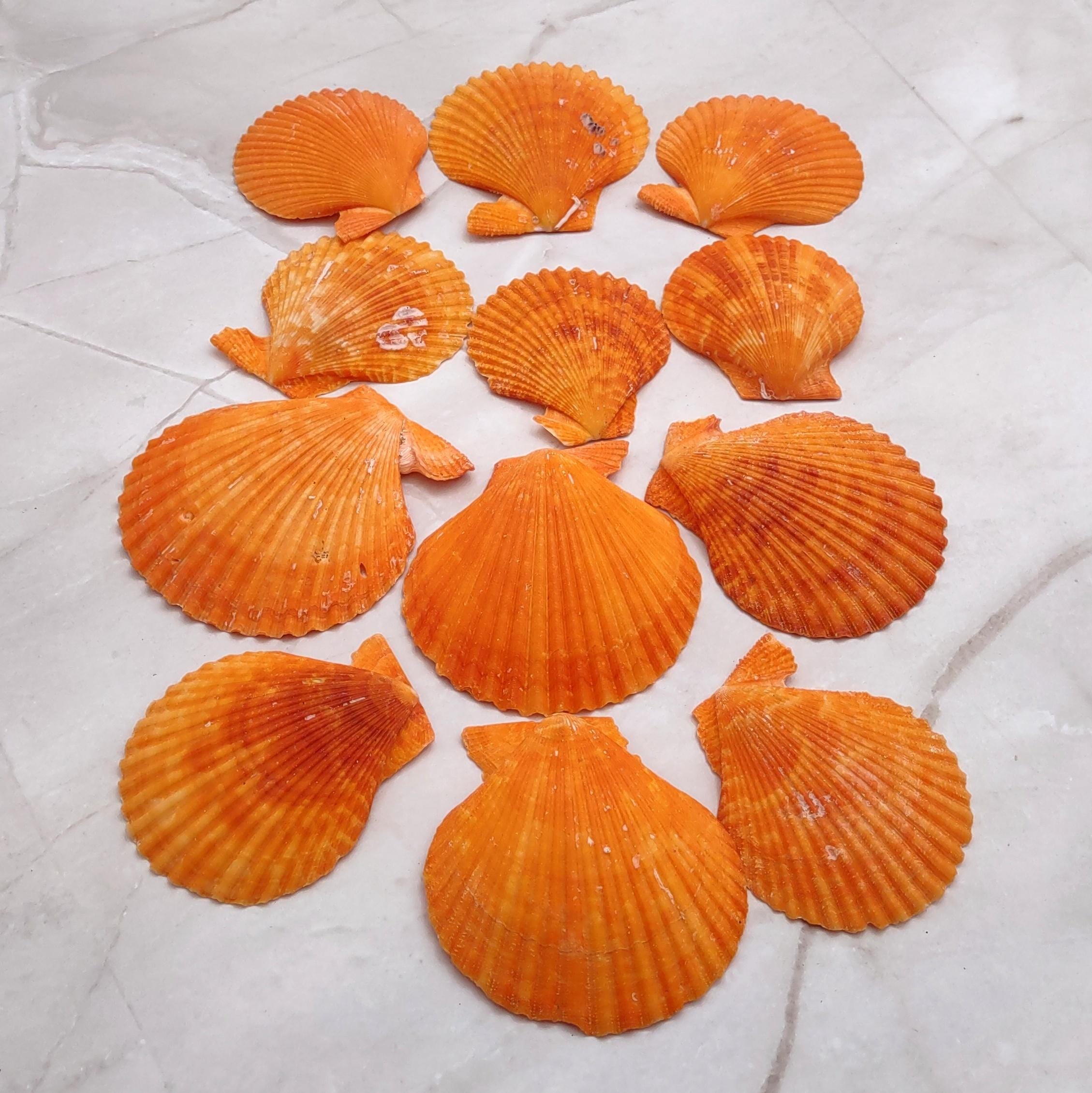 オッフェン ポインテッド Offen　scallop pattern 40 オッフェン ポインテッド Offen scallop pattern 40 Scallop