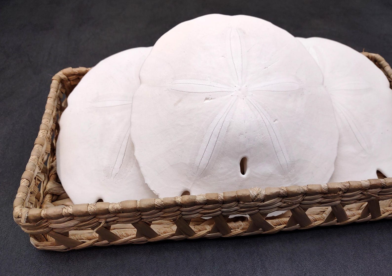 Arrowhead Sand Dollar Shell Extra Large Encope Michelini (1 Shell ...