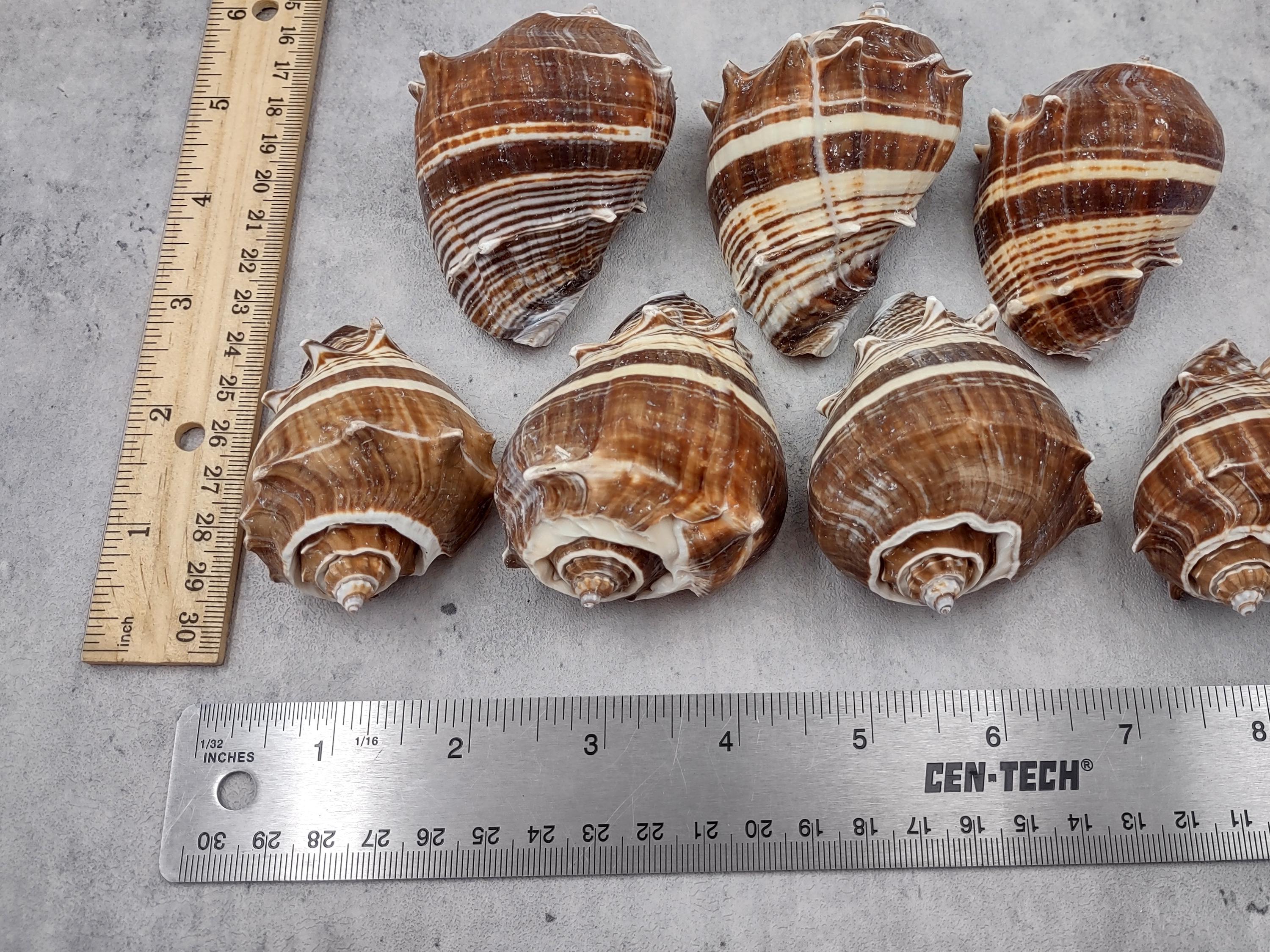 King Crown Conch Seashells Brown Striped Melongena Corona (2 Shells ...